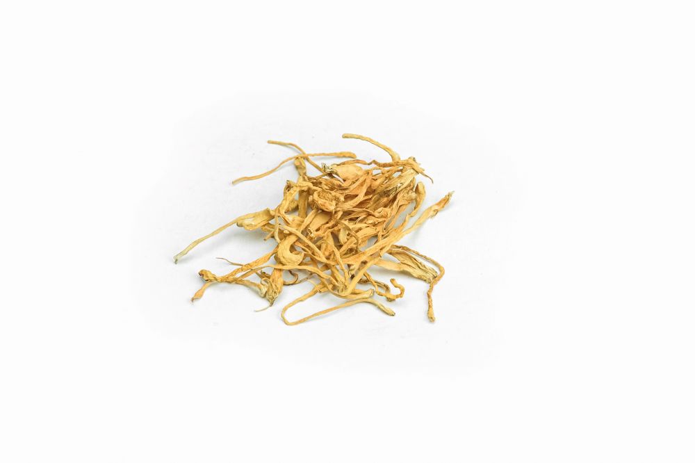 Μανιτάρια Κόρντισεπς