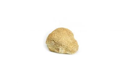 Μανιτάρια Αρνάκι Lion's Mane