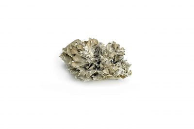 Μανιτάρια Γκριφίσκη Maitake